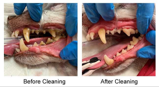 dog with loose tooth after dental cleaning