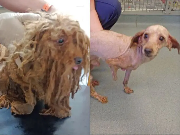 dog with matted fur on legs