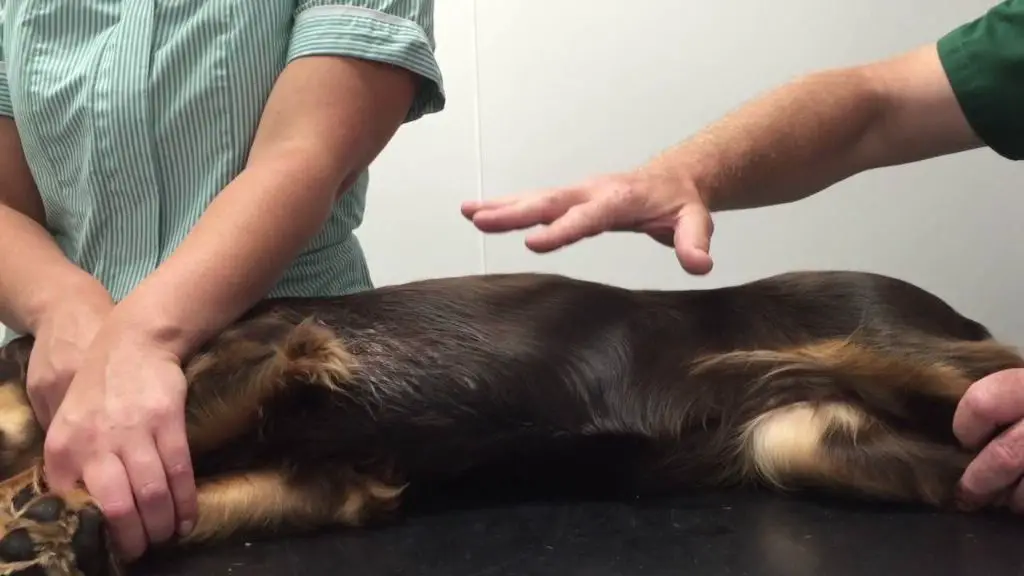 dog with normal breathing pattern