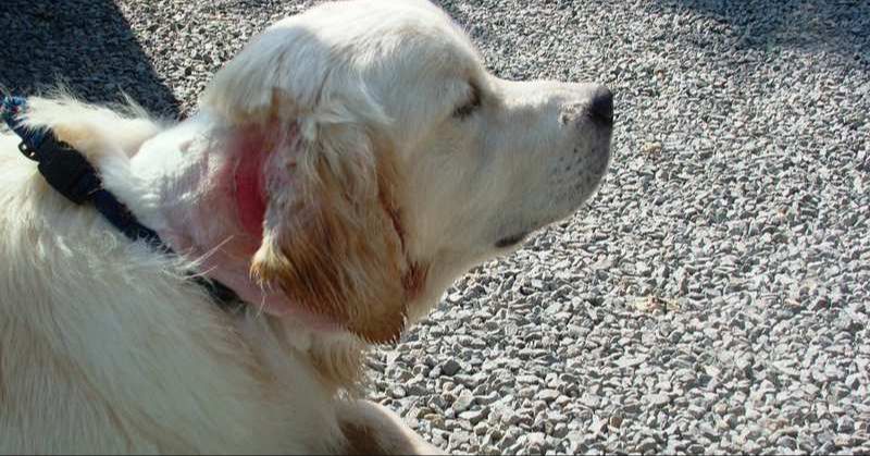 dog with rash on neck