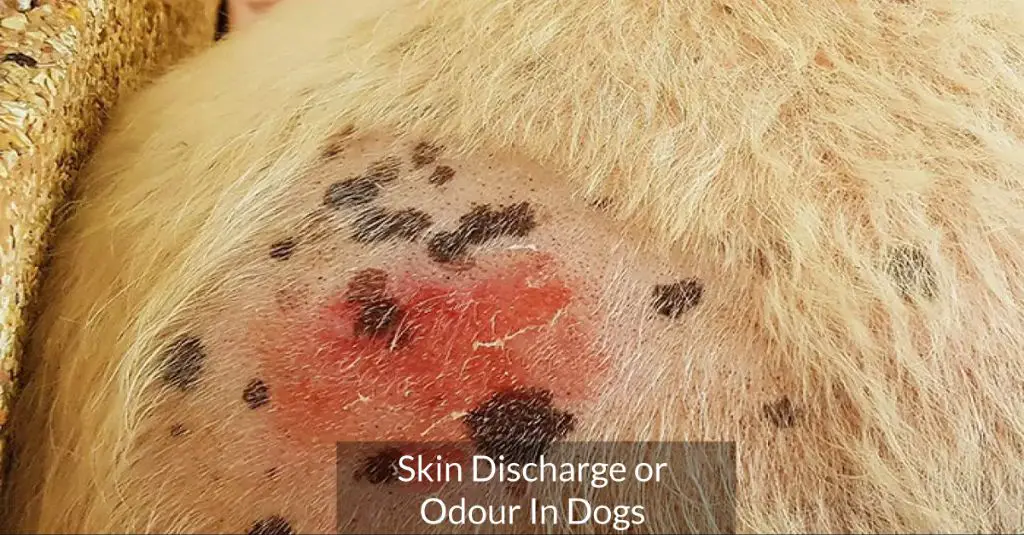 dog with red, itchy skin infection