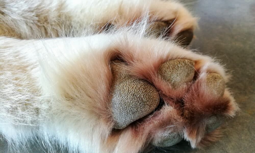 dog with rough, thickened patches on paws