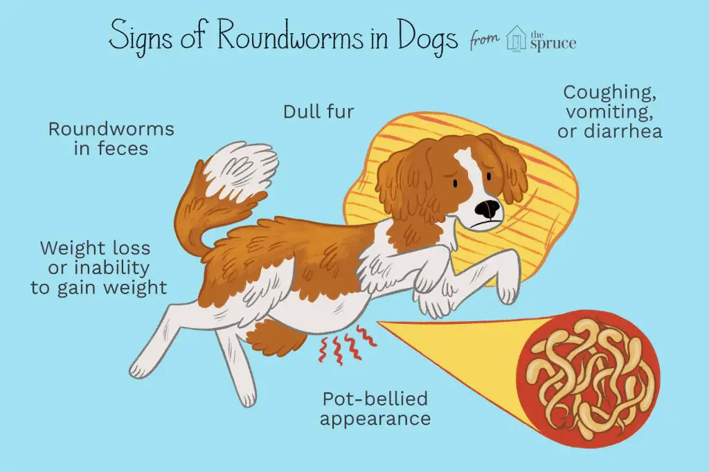 dog with roundworms