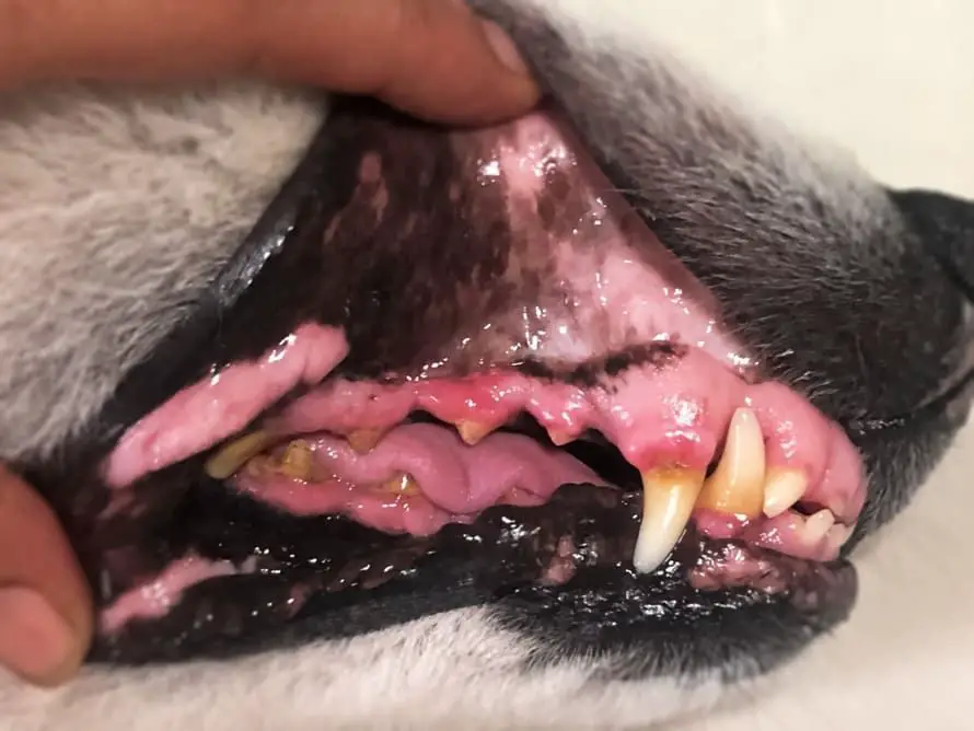 dog with signs of dental problems