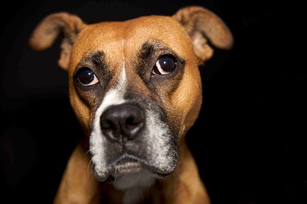 dog with strabismus gazing sideways