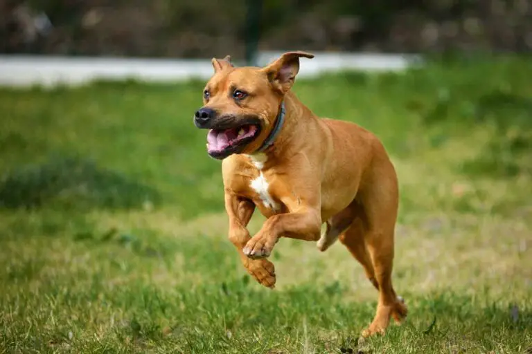 dog with strong calf muscles running across field