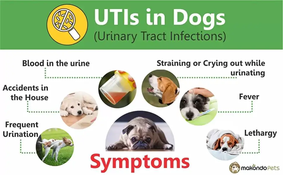 dog with urinary tract infection symptoms.