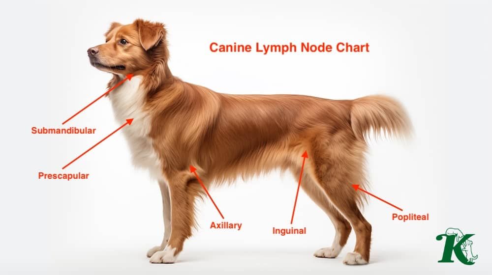 dog with visibly swollen neck lymph nodes 