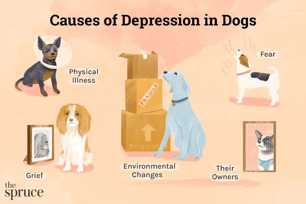 dogs alleviate depression