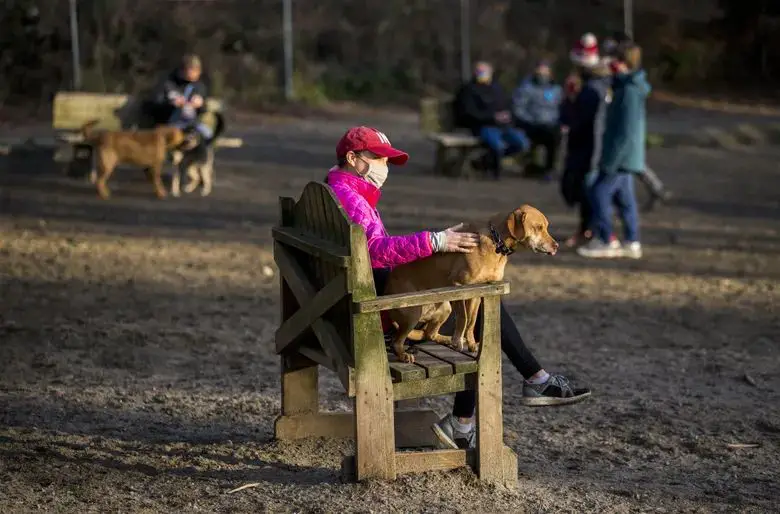 dogs at a seattle dog park