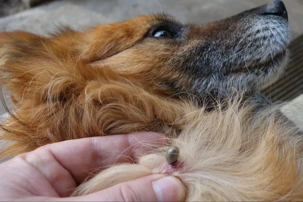 dogs at risk for ticks