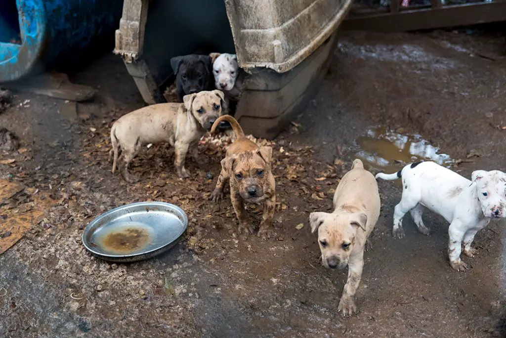 dogs being rescued from fighting ring