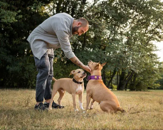 dogs being trained and socialized to get along