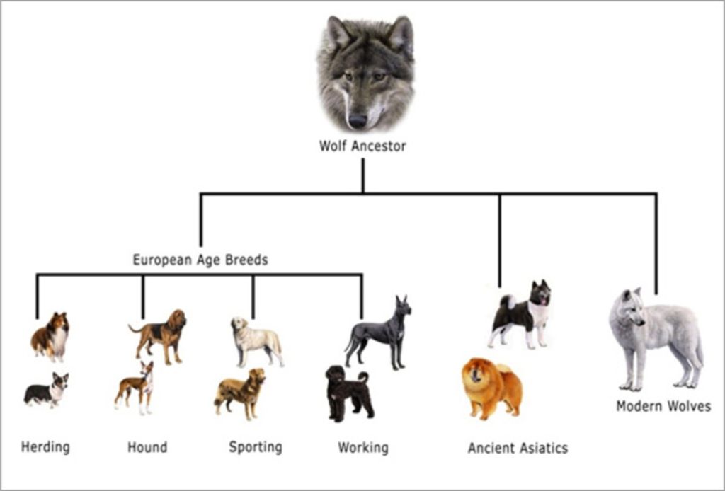 dogs bred by humans for specialized traits 