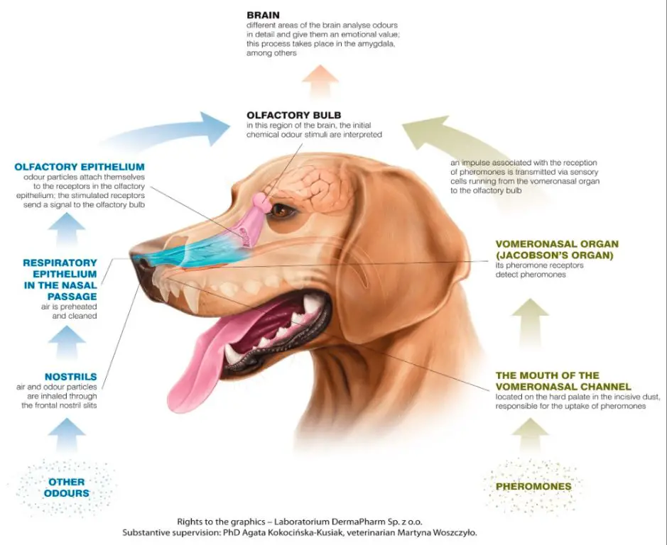 dogs can detect subtle odor changes caused by diseases like cancer