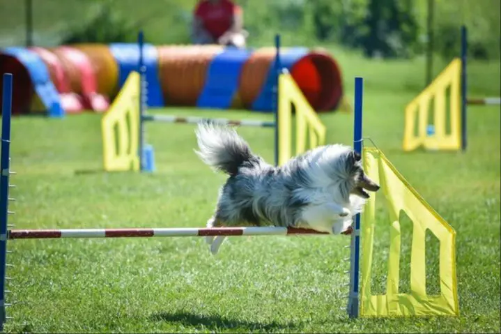 dogs can jump so high thanks to their powerful hindquarters, flexible spines, and lower center of gravity.
