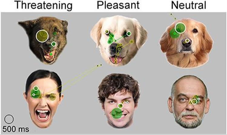 dogs can recognize human emotions through facial expressions and scent