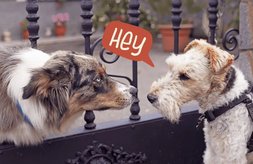 dogs communicate in diverse ways