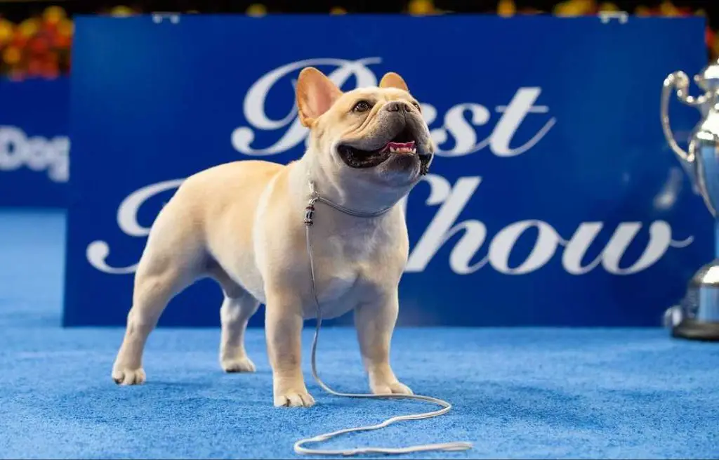 dogs competing at the national dog show