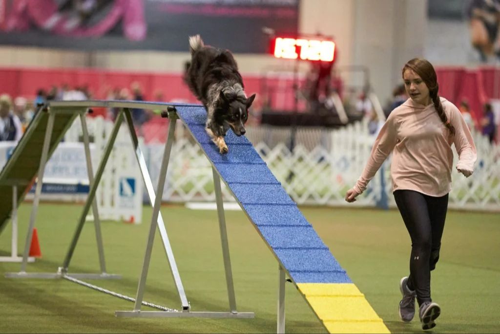 dogs competing in agility contest