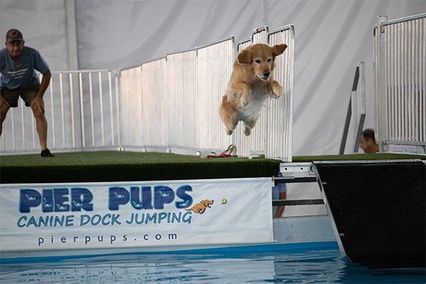 dogs competing in dock diving event