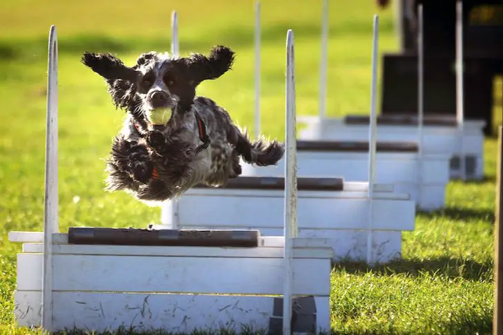 dogs competing in flyball race