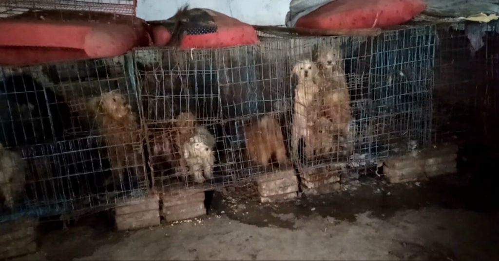 dogs confined in small cages at a puppy mill in china