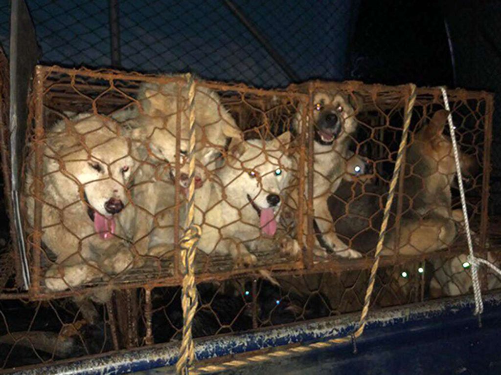 dogs crammed in cages on meat truck