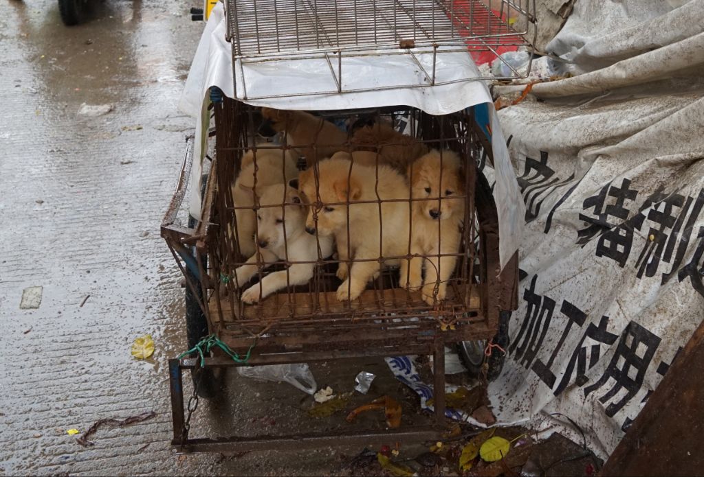 dogs crammed in small cages at yulin festival