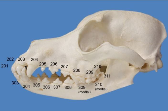 dogs' dental structure