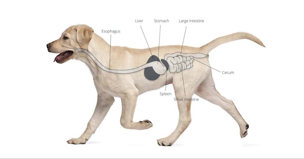 dogs' digestive system