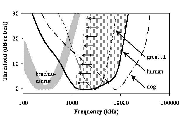 dog's ear diagram showing extended high frequency hearing range