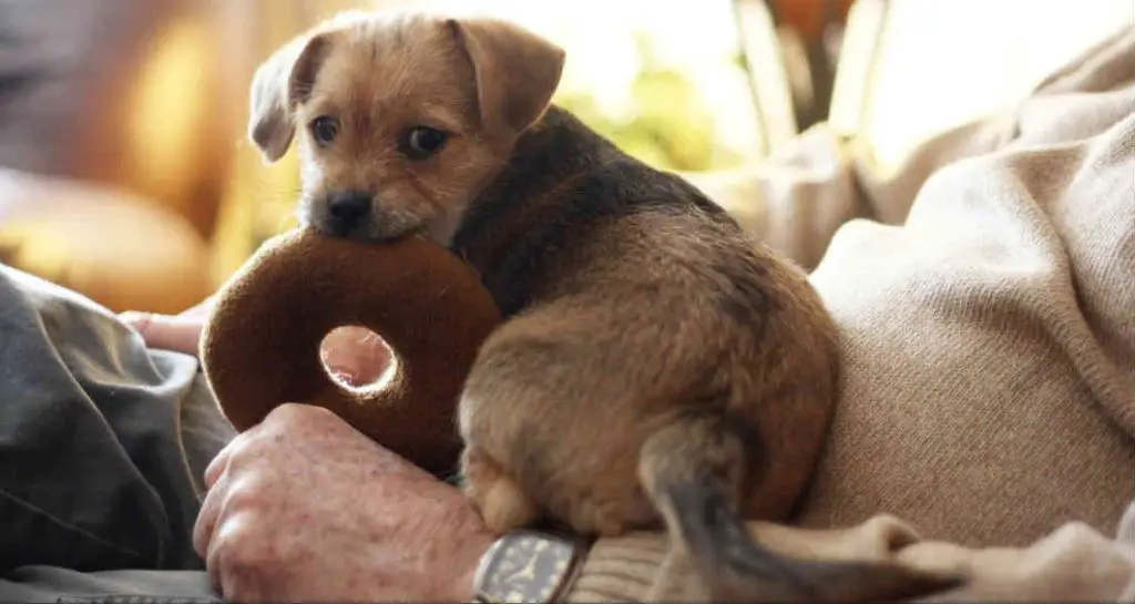 dogs encourage better time management