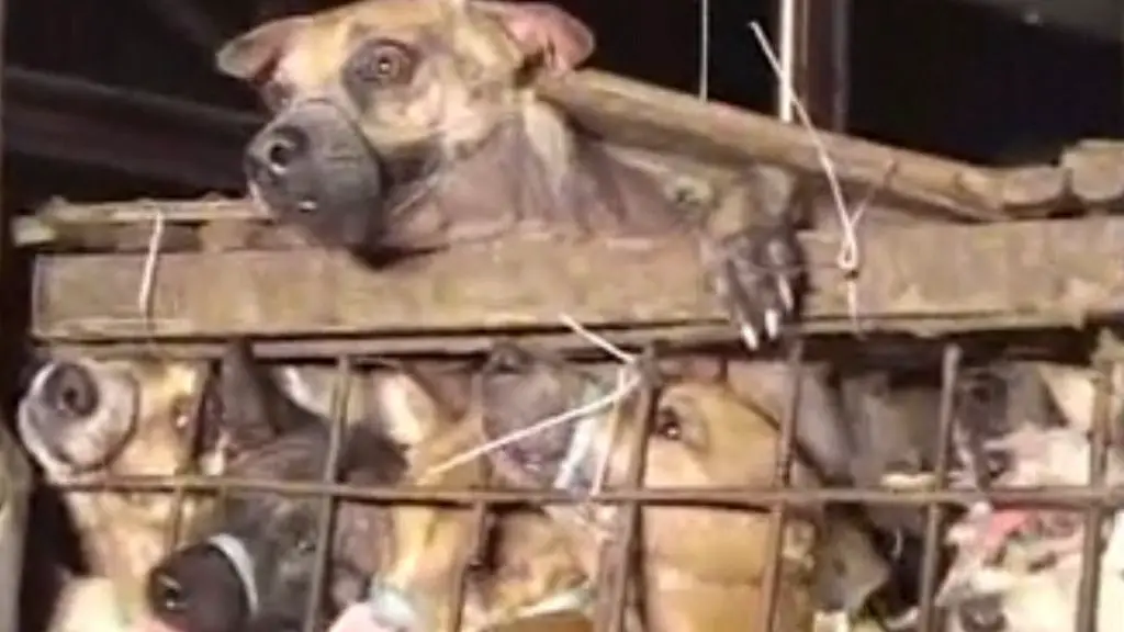 dogs enduring immense suffering in meat trade