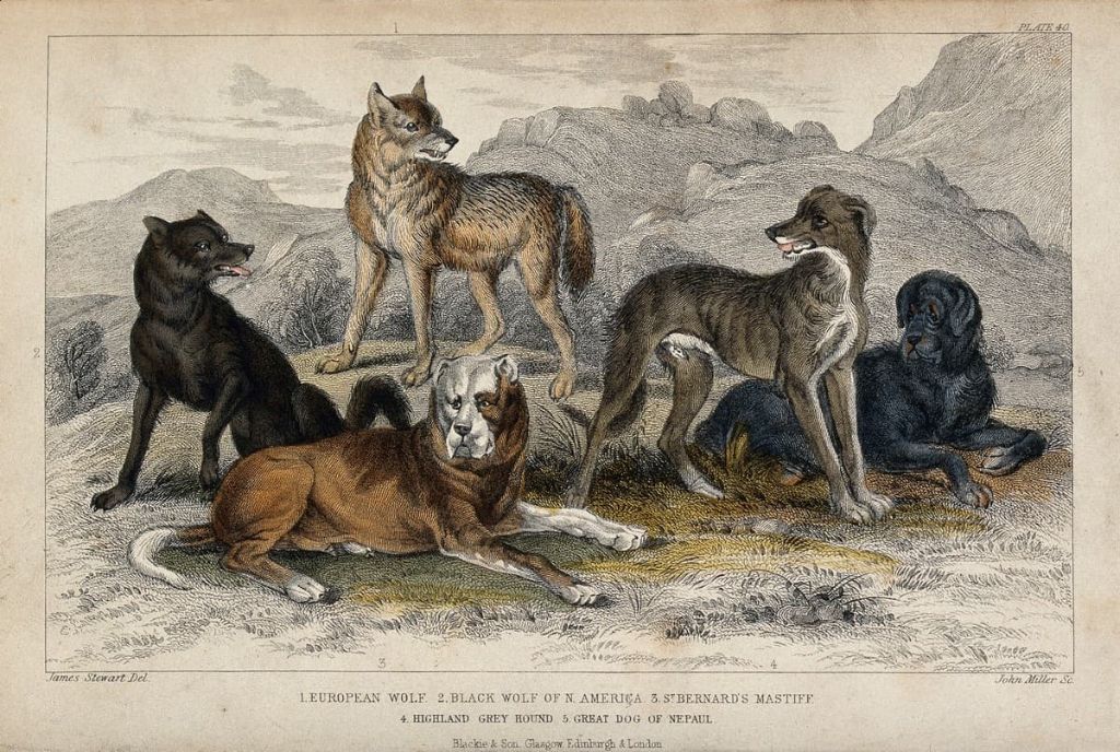 dogs evolved as scavengers, not cooperative pack hunters like wolves.