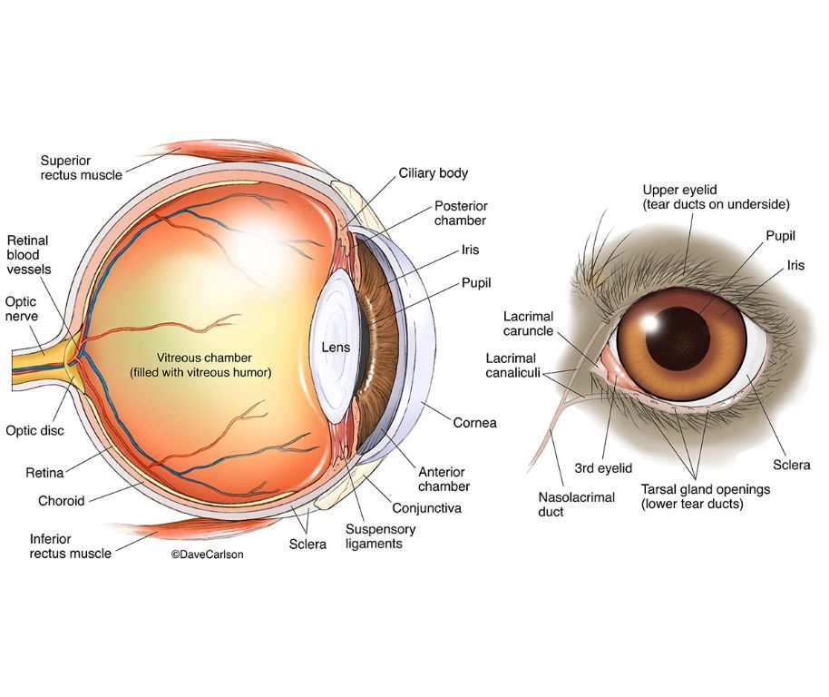 dog's eye anatomy diagram