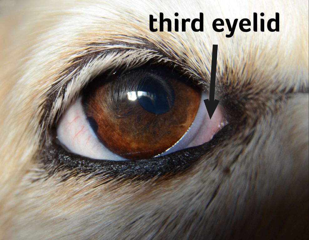 dog's eye with protruding pink third eyelid
