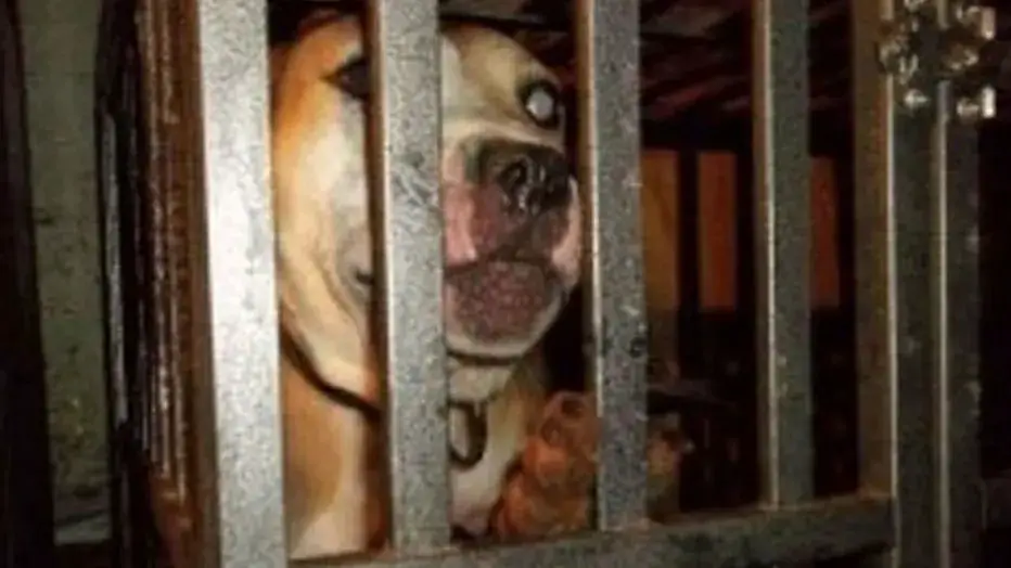 dogs fighting in an old dogfighting ring