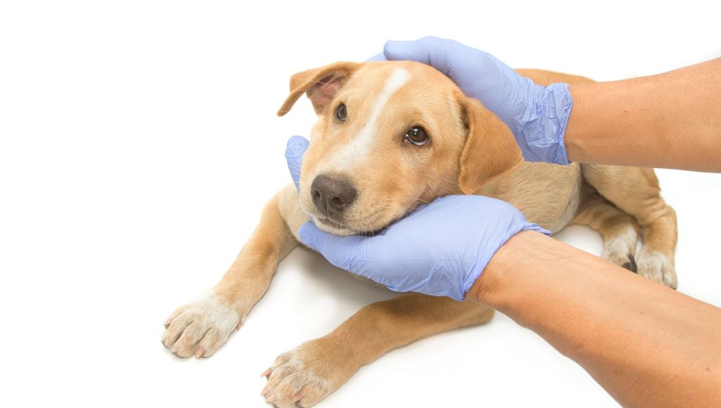 dogs getting sick from contaminated pet food