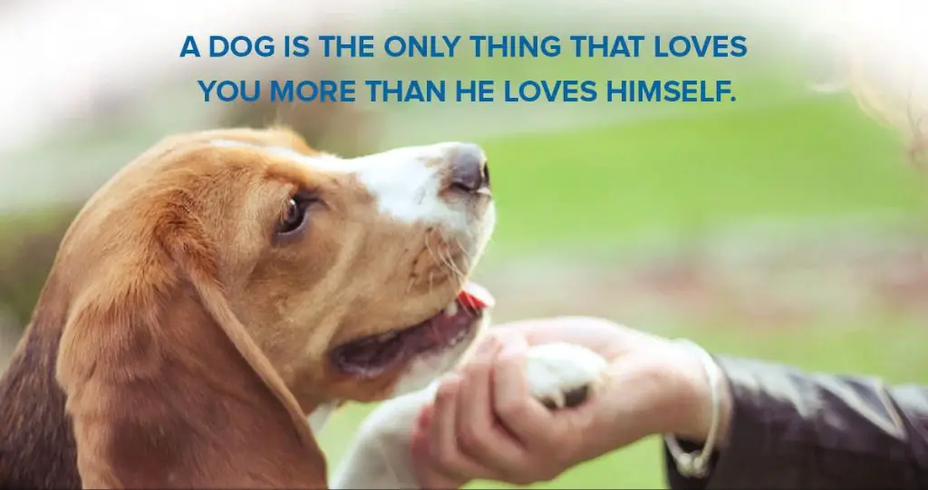 dogs giving unconditional love