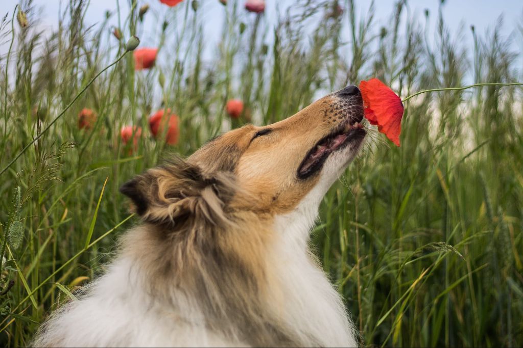 dogs have a powerful sense of smell for gathering information.