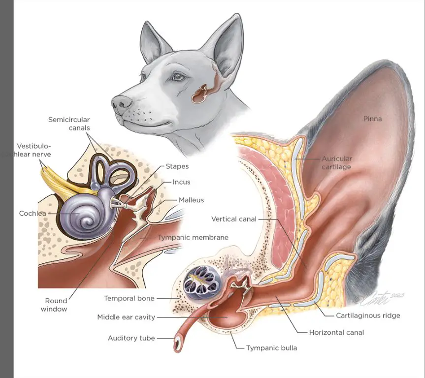 dogs have specialized ear anatomy that allows them to hear better than humans
