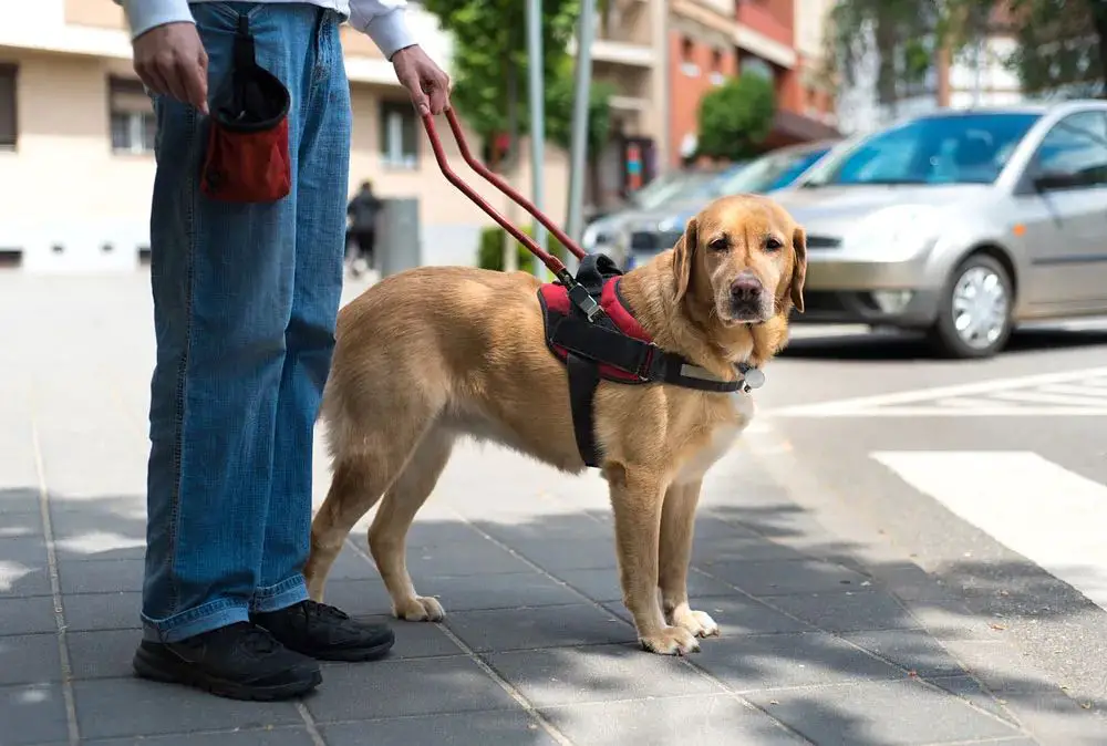 dogs helping humans