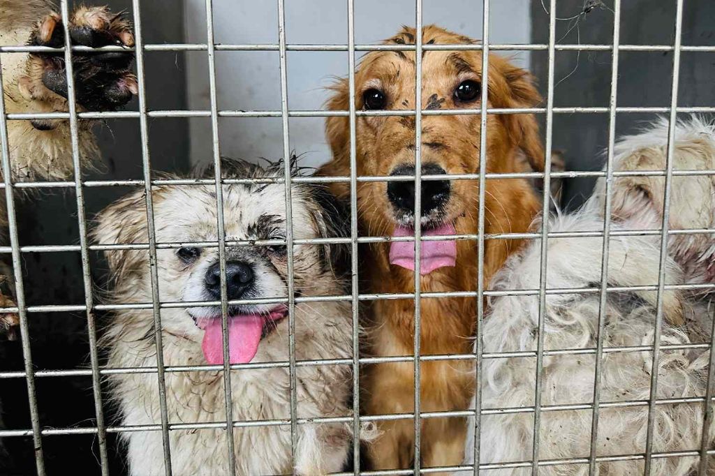 dogs in cages at a slaughterhouse for the yulin festival