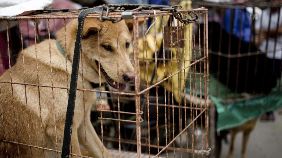 dogs in cages at yulin festival market