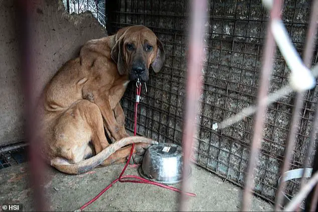 dogs kept in small, dirty cages at meat farms