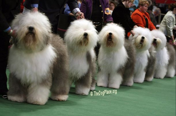 dogs lined up in a show ring waiting to be judged