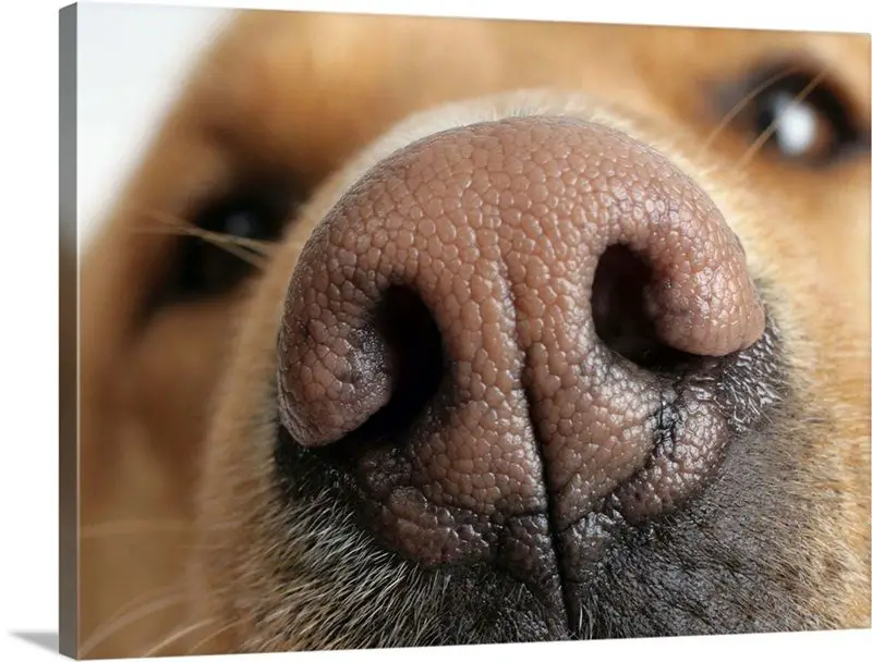 dog's nose close up