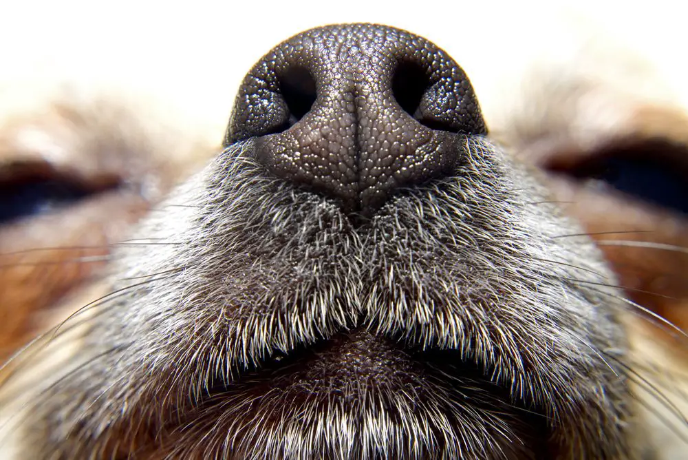 dog's nose