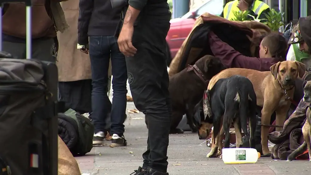 dogs on a san francisco street